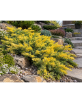 Juniperus conferta Sunflower — яскрава хвоя із жовтими молодими приростами.